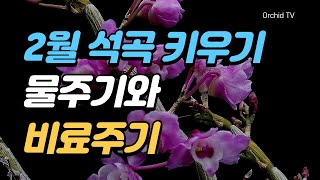 석곡 꽃 구경과 함께하는 2월의 석곡 키우는 법