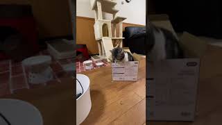 箱の中で悪さをする猫w（Cat destroying the box）#shorts