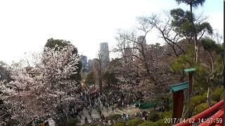 Sakura 上野公園の桜 Cherry Blossoms in Tokyo - Ueno Park (hanami)東京観光 花見 夜桜 桜の名所 日本の桜 日本櫻花［HD］JAPAN樱花 2019