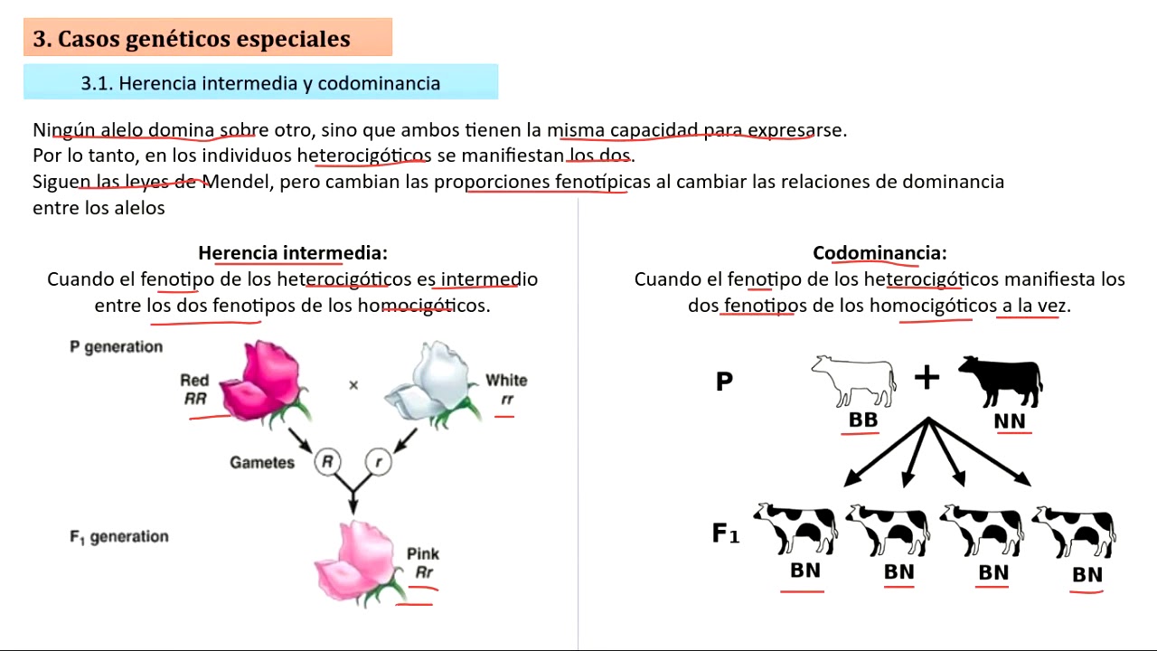 Herencia Intermedia Y Codominancia - YouTube