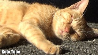 眠い眠～い昼下がり！放し飼いの半野良子猫たちにいつもの目薬！