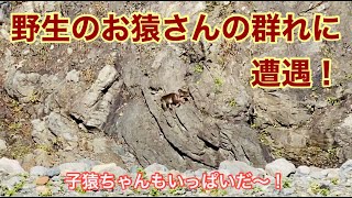 【貴重映像】野生の猿の群れに遭遇した時の映像