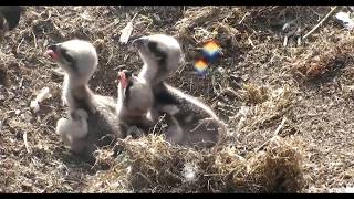 ~ Glaslyn Ospreys - Rybołowy - KARMIENIE \