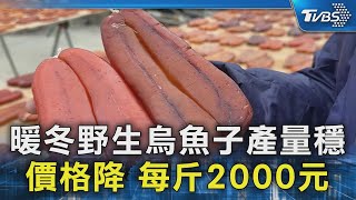 暖冬野生烏魚子產量穩 價格降 每斤2000元｜TVBS新聞 @TVBSNEWS02