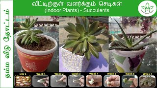 வீட்டிற்குள் வளர்க்கும் செடிகள் (Indoor Plants)| Easy to Grow, Care \u0026 Propagate| Succulents | Garden