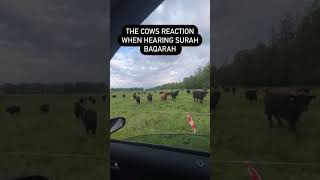 Cows REACT To Quran