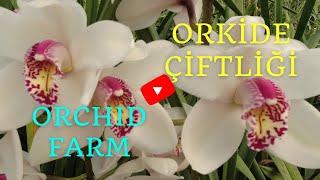 Binlerce Orkide - Orkide Çiftliği ORKİDEMİR - İstanbul'daki tek orkide üretim çiftliği - Orchid Farm