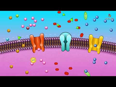 Why is cell membrane called selectively permeable?