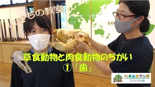 〈いきもの教室〉草食動物と肉食動物のちがい（１）歯