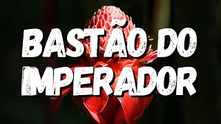 Bastão do Imperador: Guia Completo Desta Planta