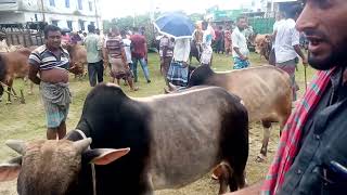 কোরবানির গরুর হাট 18 মাইল বাজারের গরুর হাট দক্ষিণবঙ্গের সবথেকে বড় গরুর হাট