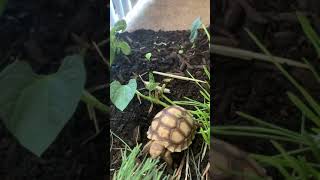 Baby Tortoise