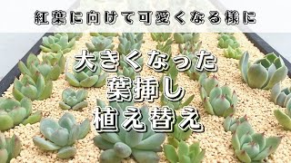 #150【秋の多肉事】大きくなった葉挿しを可愛くする為に植え替え【多肉植物 / エケベリア 】