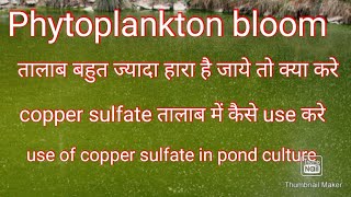 Phytoplankton bloom.तालाब  में शैवाल का problem.