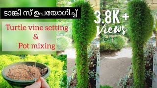 ട്ടർട്ടിൽ വൈൻ ഈസി ആയി സെറ്റ് ചെയ്യാം||Turtle Vine||Hanging plant setting||Tips\u0026Tricks||Ep 106