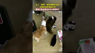 主人教育边牧时惨遭反抗，下一秒猫咪们挺身而出#萌宠  #funnyshorts #猫