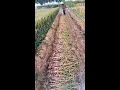 kheti ke jugad village life desi jugaad shots diy agriculture 2