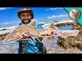 Catching a SHARK by HAND! Catching a SHARK by HAND!