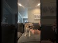 Give Your Dog Sparkling Water & Record Their Reaction #Shorts