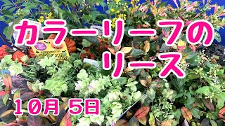 秋のカラーリーフでリース作ります　 #寄せ植え   #プランツギャザリング  #PlantsGathering　2022/10/06