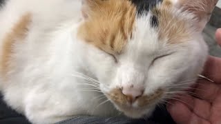 パソコン作業の邪魔をする猫🐈😊ミャオが膝の上に甘えに来たので耳のチェック😊