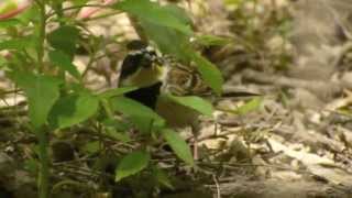 Yellow-throated Bunting (Emberiza elegans)