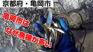 [ガサガサ]京都府・亀岡市でガサガサをしたら何故魚種が多い！？