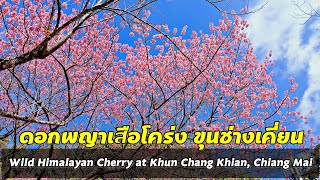 #ดอกพญาเสือโคร่ง #ขุนช่างเคี่ยน บานแล้ว Wild Himalayan Cherry at Khun Chang Khian, Chiang Mai