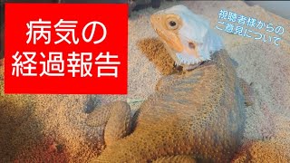 病気経過を報告します　♯フトアゴヒゲトカゲ　♯爬虫類　♯闘病中　