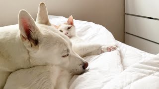 강아지와 고양이 사이가 너무 좋으면 가능한 일 Sweet Dog and a cat ㅣ 진돗개