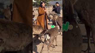 餌やり体験で楽しむ外国人観光客🫎