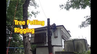 初めてのリギング伐採 Tree Felling Rigging ,zigzag,treeclimbing