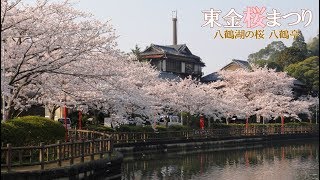 東金さくらまつり（八鶴湖の桜　八鶴亭）千葉県東金市