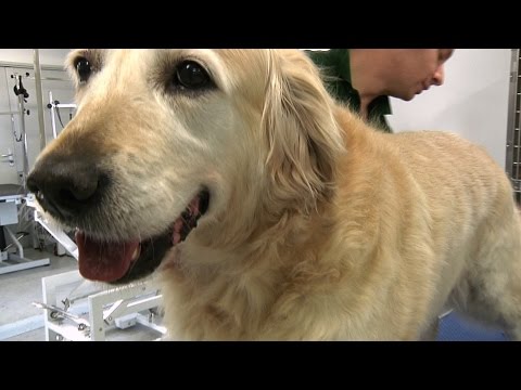 Pro Groomer - Golden Retriever Grooming Guide Pro Groomer - Golden Retriever Grooming Guide