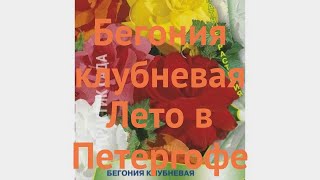 Бегония клубневой Лето в Петергофе 🌿 обзор: как сажать, семена бегонии Лето в Петергофе