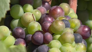 Champagne axonais : vers des vendanges précoces en 2022