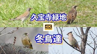 久宝寺緑地公園の野鳥達