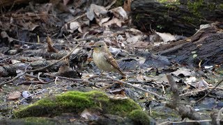 河口湖フィールドセンターのキビタキ（雄・若鳥）の水浴び　その２（4K60P動画）