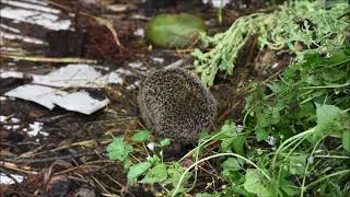 Jeże/Hedgehogs