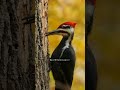 Discover the hidden beauty of woodpecker holes!#woodpecker #shorts #4k #birds #lifestyle#nature