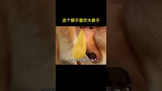 此猴子用大鼻子吸引異性#神奇動物在抖音#動物科普#知識前沿派對#猴子#貴陽猴子真的隨處可見