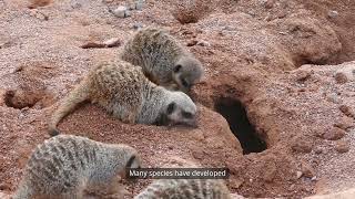 Adaptations for Survival – Avoiding Predators