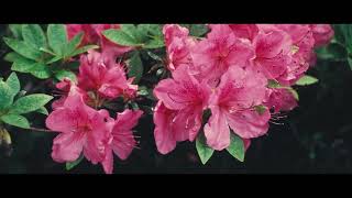 Flowers B-roll