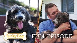 Abandoned Puppy Finds New Forever Family (Full Episode) | Lucky Dog with Brandon McMillan