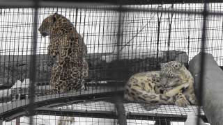 2012年4月8日　旭山動物園　ユキヒョウ　ちょっとだけ、アムールヒョウ