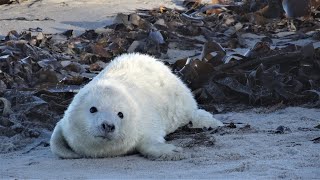 Kegelrobben auf Helgoland: Babyzeit im Winter