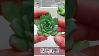 肉's | 多肉植物 | Succulent | タニク | 다육식물 |#shorts  #多肉植物 #succulent