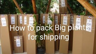 How to pack Big plants for  shipping/How to courier  live plants/plants  packing @jencysglobals4244