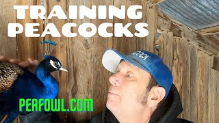 Training Peacocks, Peacock Minute, peafowl.com