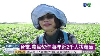 大小朋友體驗田園樂 1小時拔光蘿蔔 | 華視新聞 20200118